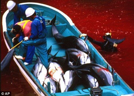 在太地町海灣，日本漁民宰殺海豚，周圍海水已被染成紅色。