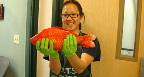 美國(guó)湖泊發(fā)現(xiàn)巨型金魚(yú)專家憂破壞生態(tài)平衡（圖）