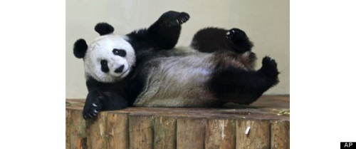 在英國(guó)愛(ài)丁堡動(dòng)物園的雌性大熊貓“甜甜”