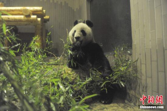 2011年2月22日，日本東京，雌性大熊貓“仙女”（“真真”）在上野動物園內(nèi)。