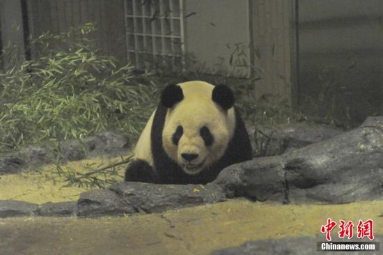 2011年2月22日，日本東京，雄性大熊貓“比力”（“力力”）在上野動(dòng)物園內(nèi)。