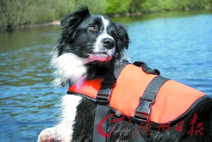 天才救援犬能潛水搜救從小就有嗅探天賦（圖）