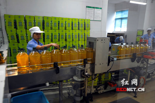 圖片說明：盡管山潤山茶油的生產(chǎn)線滿負(fù)荷，但要滿足市場的需求變得越來越吃力。