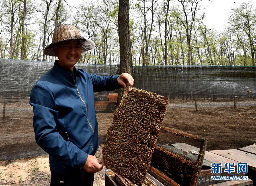 (在習(xí)近平新時代中國特色社會主義思想指引下——新時代新氣象新作為·圖文互動)(4)河南民權(quán):三代造林人接力68年播綠黃河故道