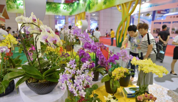 有花有草有詩(shī)意 觀眾盛贊“6·18”林業(yè)館最清新