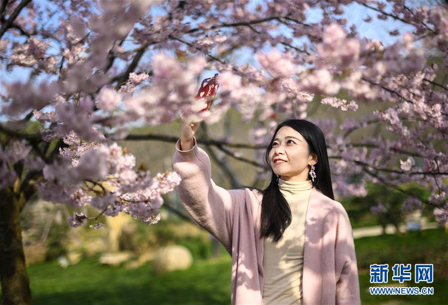 （社會(huì)）（2）武漢東湖櫻花節(jié)開幕