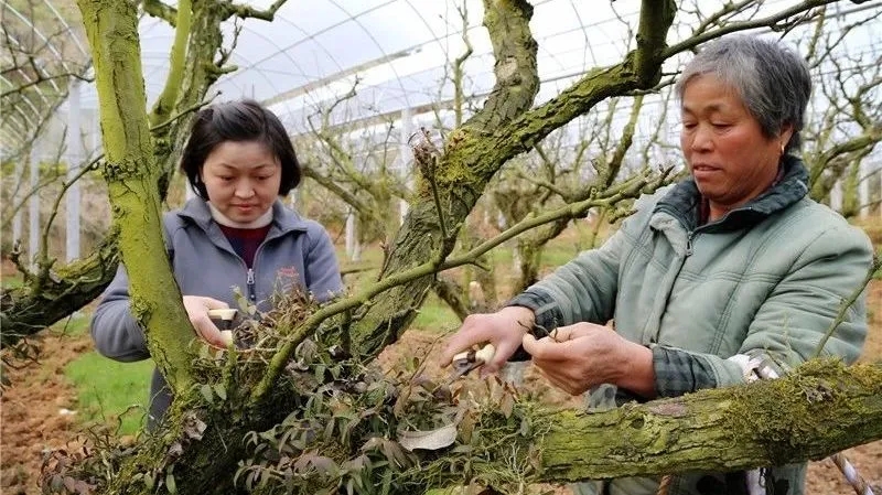 在建寧縣溪口鎮(zhèn)高圳村圍下嘴黃花梨種植基地，陳春花正在采收鐵皮石斛.webp.jpg