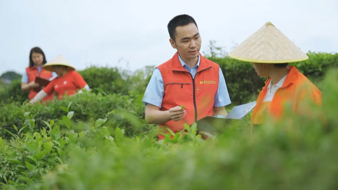 福州農(nóng)商銀行金融助理在茉莉花茶園向茶農(nóng)了解茉莉花種植情況。.jpg