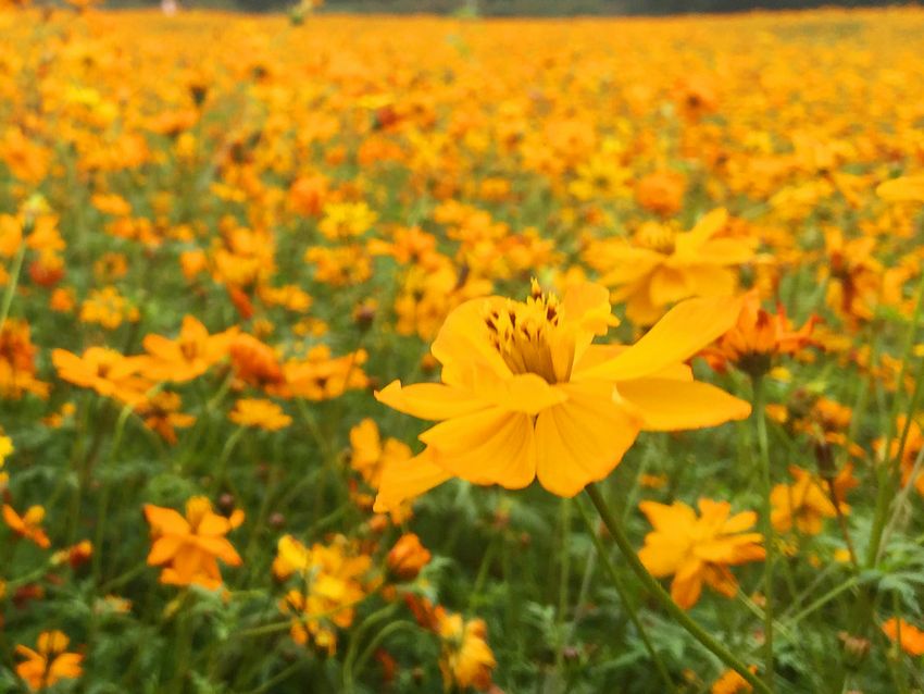 冬季到福州南江濱看花?！〗瘘S和橙色花朵別樣美