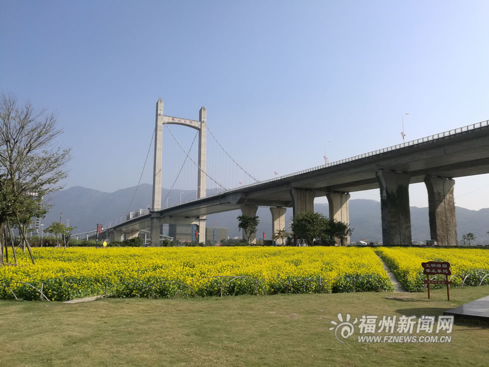 “福州藍(lán)”下，福州公園成金色花海