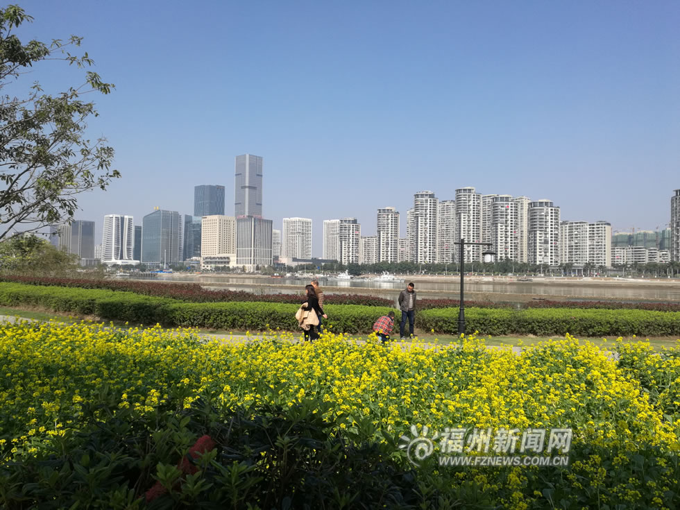 “福州藍(lán)”下，福州公園成金色花海