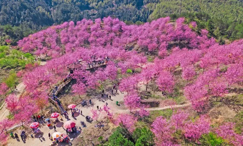 仙居山櫻花.png